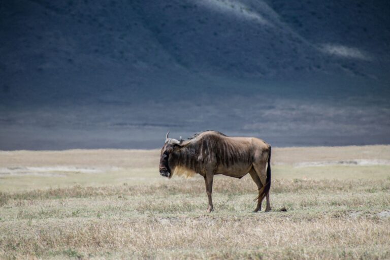 Roteiro Serengeti e Ngorongoro: Safari Épico na Tanzânia