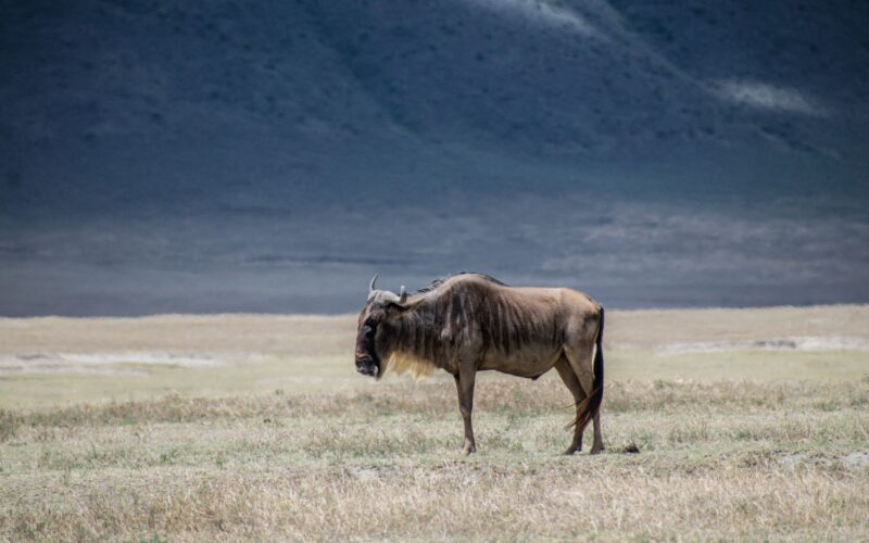 Roteiro Serengeti e Ngorongoro: Safari Épico na Tanzânia